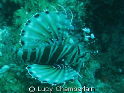 A Zebra Lionfish by Lucy Chamberlain 